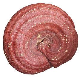 《使命召唤：现代战争2》或将是最后一款跨世代COD